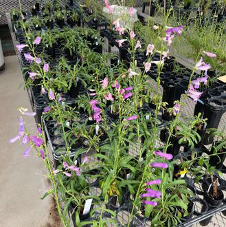 Penstemon greenhouse